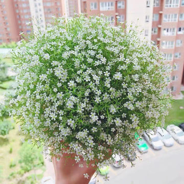 Babys Breath Flower – Garden Flower Seeds for Planting