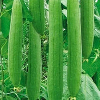 Extra Long Luffa Gourd – Climbing Vegetable Seeds