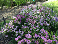 Easter Bonnet Cape Snapdragon – Colorful Garden Flower Seeds