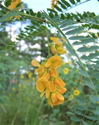 Sesbania Bispinosa Seeds Edible Multi Purpose Shrub Prickly Seban – Garden Flower Seeds