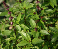 Basil Cinnamon Ocimum Basilicum Herb Garden Seeds