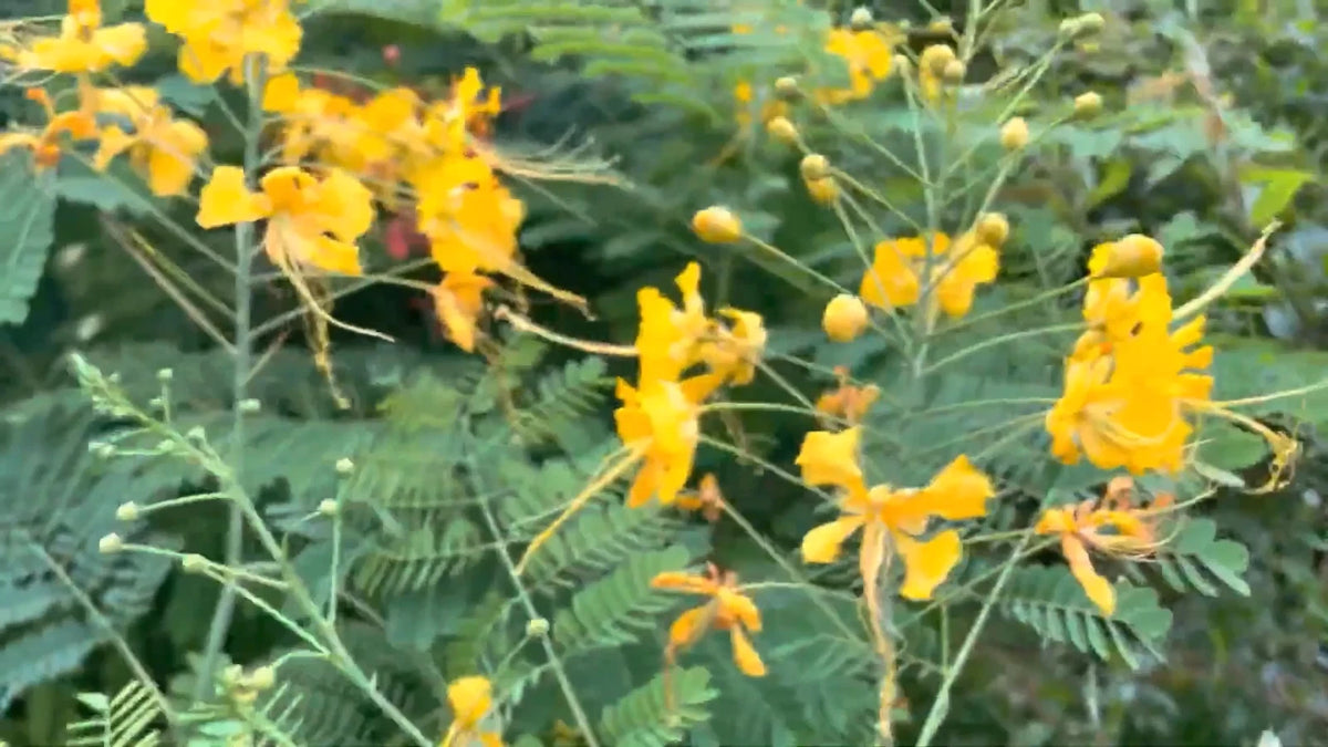 Caesalpinia Pulcherrima – Yellow Bird Of Paradise Shrub Seeds