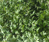 Cress Curled Peppergrass Lepidium Sativum – Hardy Garden Herb Seeds