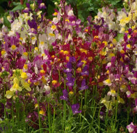 Spurred Snapdragon Flower Seeds Bulk – Flower Seeds Perennial – Product Image