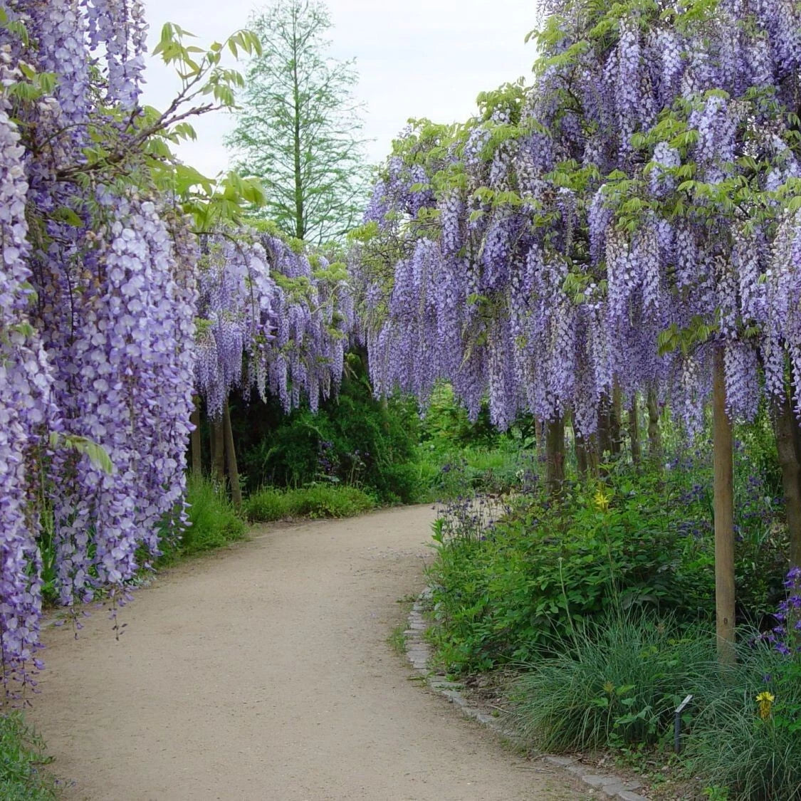 Wisteria Sinensis Fragrant Hardy Climbing Vine Garden Seeds