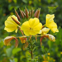Evening Primrose – Colorful Wildflower Garden Seeds