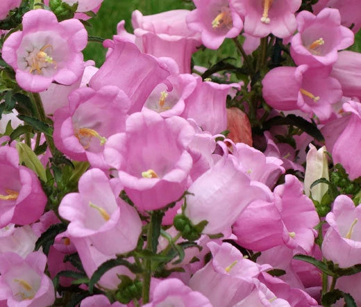 Canterbury Bells Pink Campanula Medium – Perennial Garden Flower Seeds