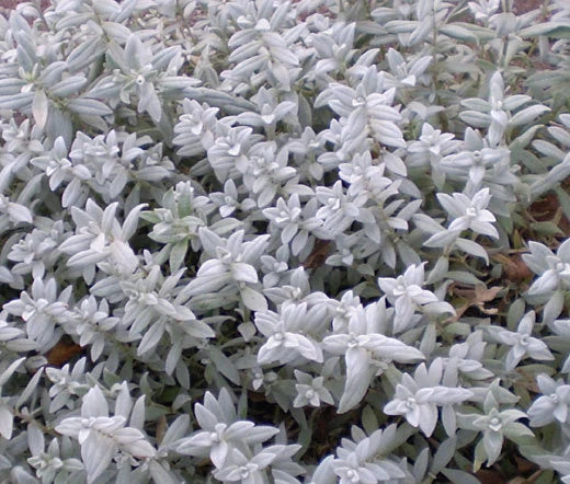 Cerastium Tomentosum – Snow in Summer Groundcover Seeds