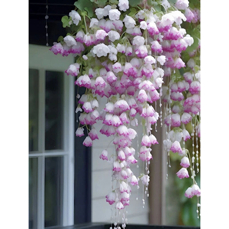 Climbing Hibiscus – Colorful Indoor Flower Seeds