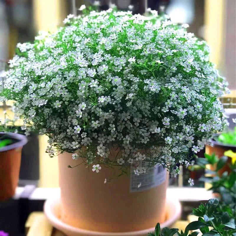 Gypsophila Baby S Breath - Gypsphila Paniculata - Flower Seeds