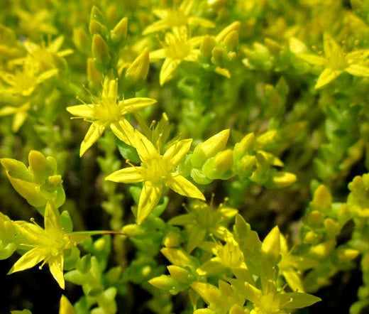 Gold Moss Stonecrop Sedum Acre – Hardy Groundcover Flower Seeds