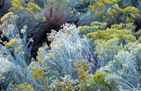 Rubber Rabbit Brush Ericameria Nivea Flowering Herb - Image