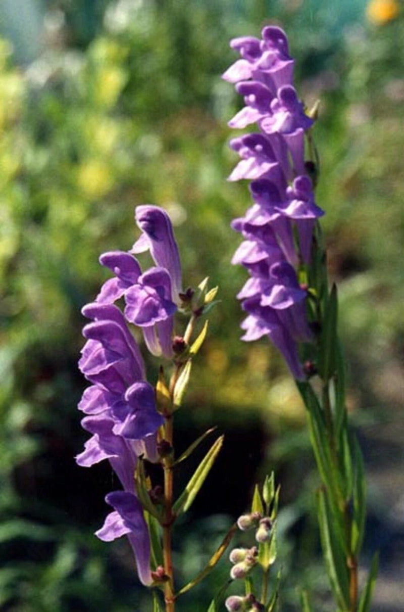 Baikal Skullcap Seeds Scutellaria Baicalensis Perennial Flower Root Herb – Colorful Garden Flower Seeds Product Image – High Quality Seeds for Gardeners