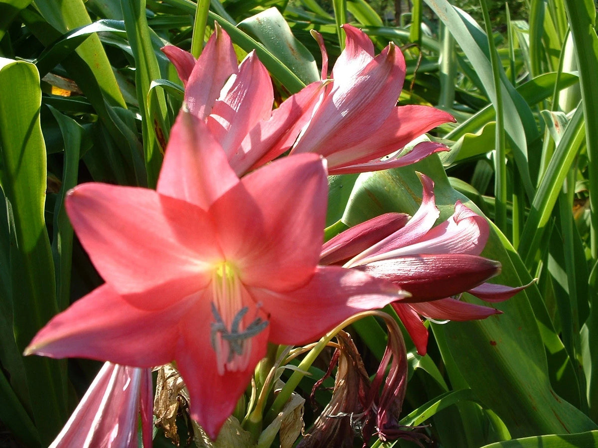 Crinum Lily Clawed – Garden Flower Seeds