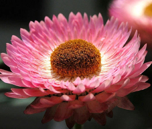 Strawflower Helichrysum Monstrosum – Colorful Garden Flower Seeds