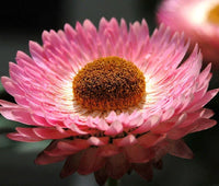 Strawflower Helichrysum Monstrosum – Colorful Garden Flower Seeds