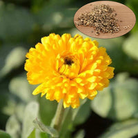 Calendula – Herb and Garden Flower Seeds
