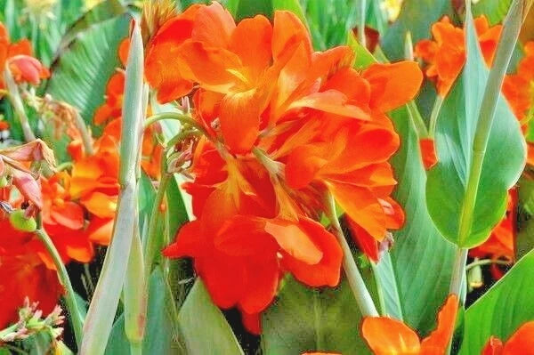 Canna Orange Punch – Vibrant Flower Garden Seeds