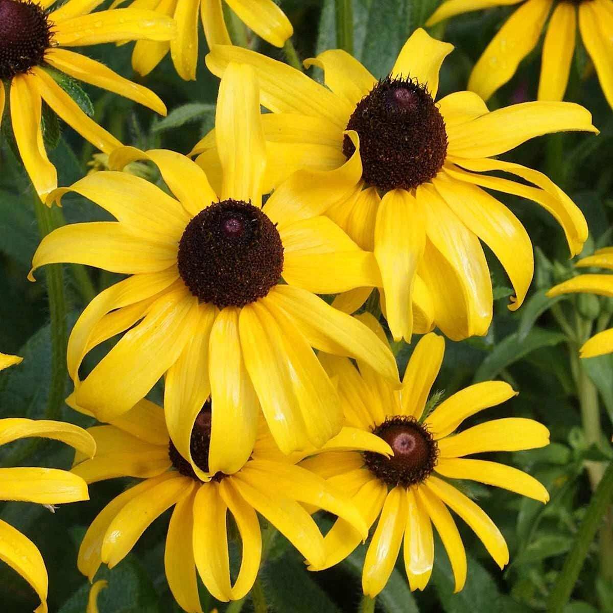 Black Eyed Susan Rudbeckia Hirta Hardy Wildflower Garden Seeds