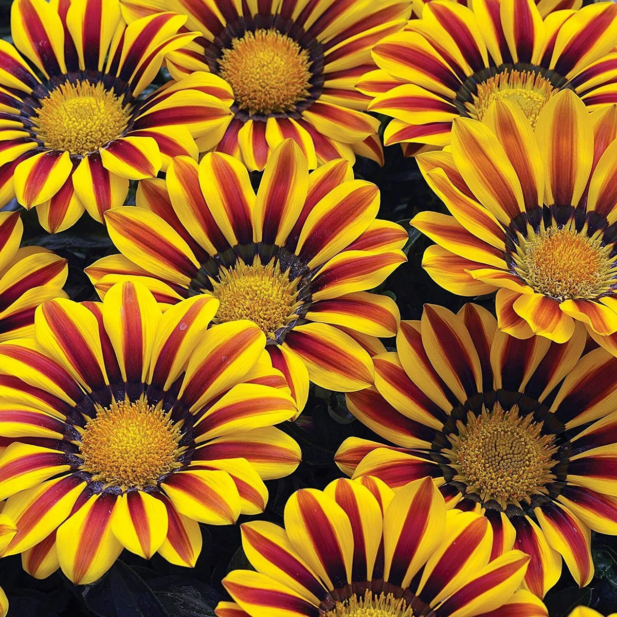 Gazania Seeds
