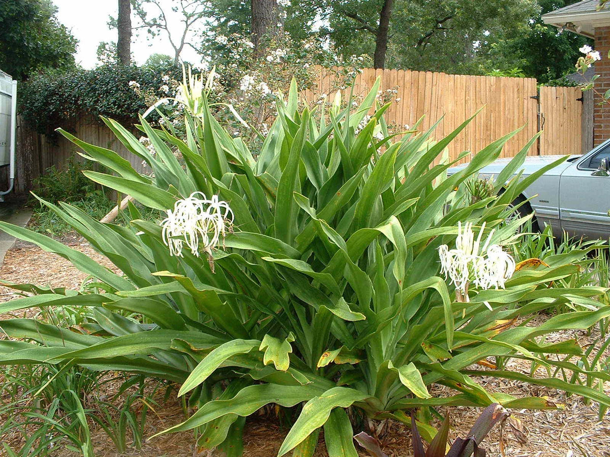 Crinum Lily Asiaticum – Garden Flower Seeds