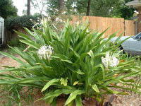 Crinum Lily Asiaticum – Garden Flower Seeds