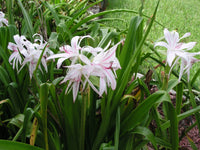 Crinum Lily Digweedii – Garden Flower Seeds