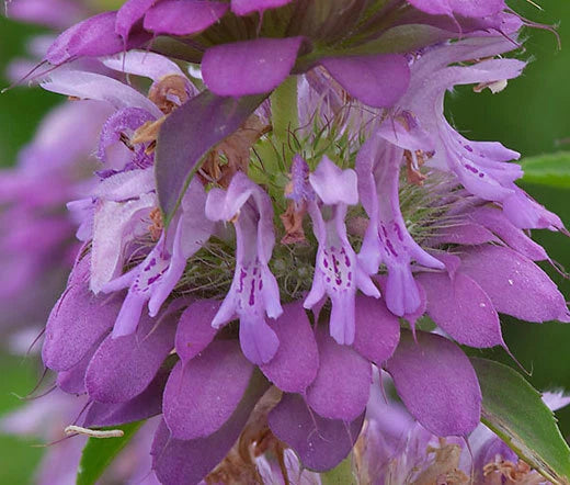 Lemon Mint Beebalm Monarda Citriodora – Fragrant Herb Seeds