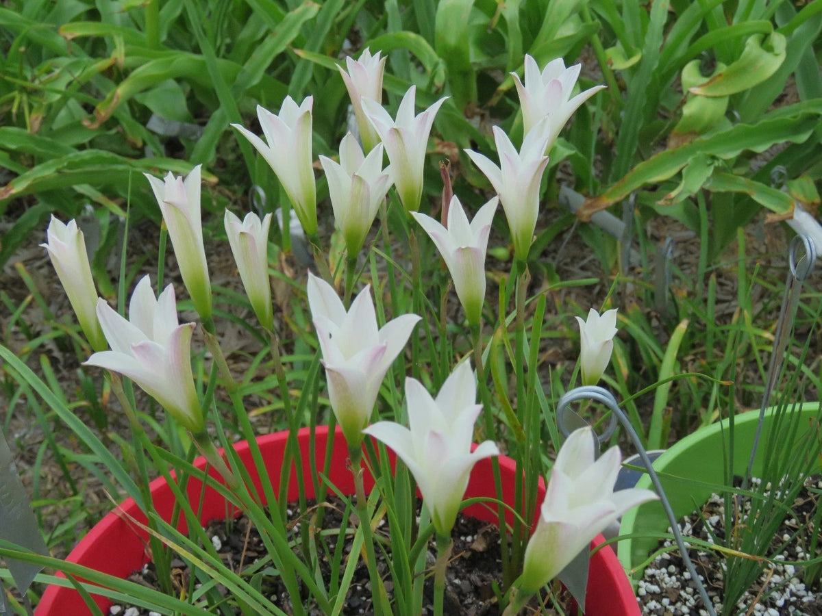 Rain Lily Habranthus Magnoi 1 Bulb New Rare Zephyranthes