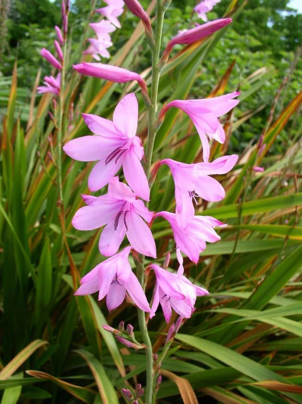 Watsonia Borbonica pink Seeds Flower Seeds for your garden