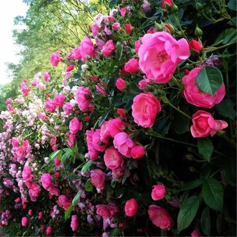 Climbing Rose Seeds – Climbing, Perennial Flower Seeds