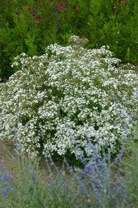 Baby's Breath Gypsophila – Perennial Garden Flower Seeds