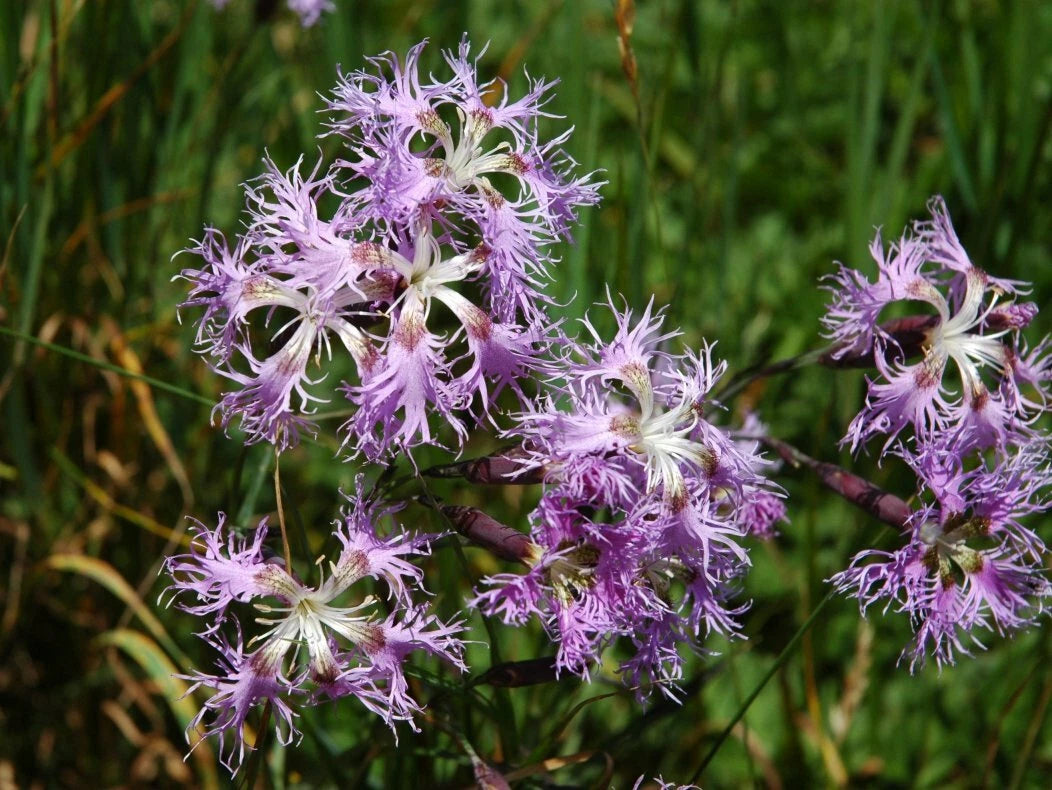 Fragrant Pink Dianthus Superbus – Fringed Garden Flower Seeds