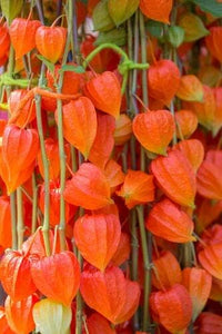 Chinese Lantern Flower Seeds