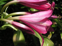 Crinum Lily Clawed – Garden Flower Seeds