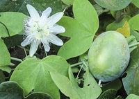 Passiflora Subpeltata – White Passion Flower Vine Seeds
