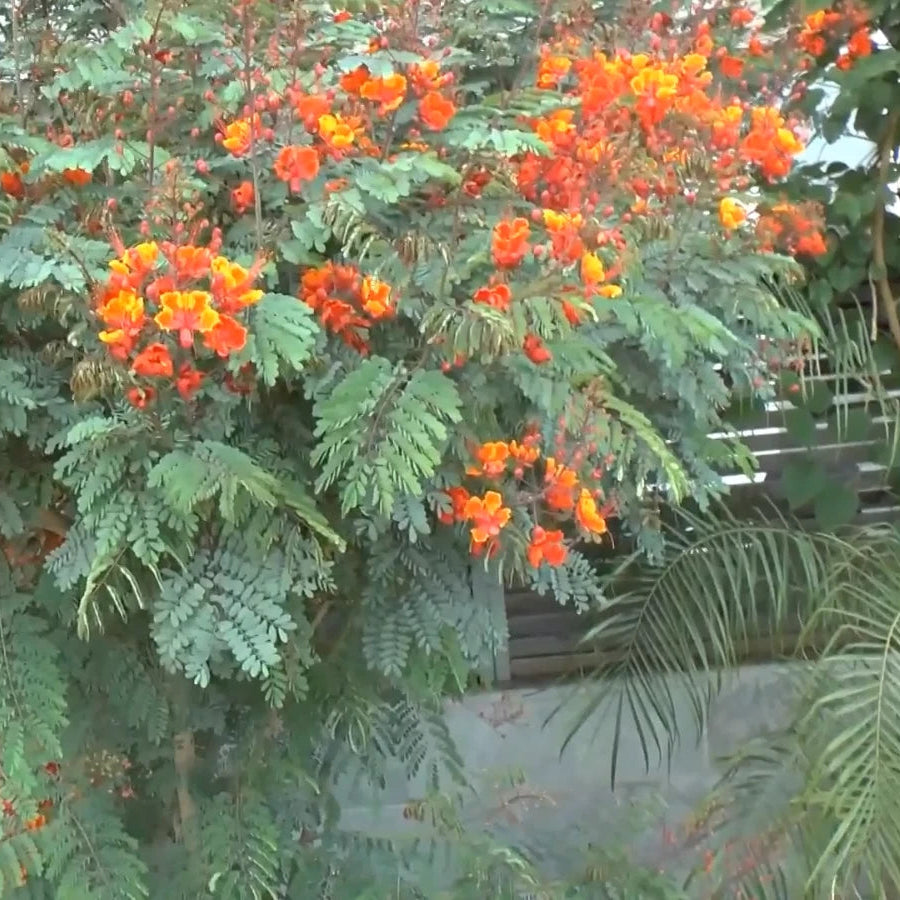 Caesalpinia Pulcherrima Barbados – Bird of Paradise Shrub Seeds