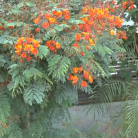 Caesalpinia Pulcherrima Barbados – Bird of Paradise Shrub Seeds