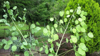 Money Plant Silver Dollar Lunaria Honesty Heirloom Fresh " Stems You Dry – Perennial Flower Seeds Product Image – High Quality Seeds for Gardeners
