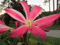 Crinum Lily Infusion Large Blooming-Size Bulb Rare New Hybrid