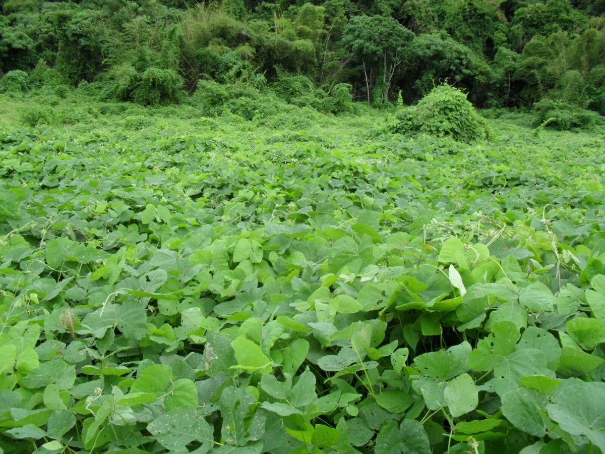 Mucuna Pruriens – Velvet Bean Climbing Flower Seeds