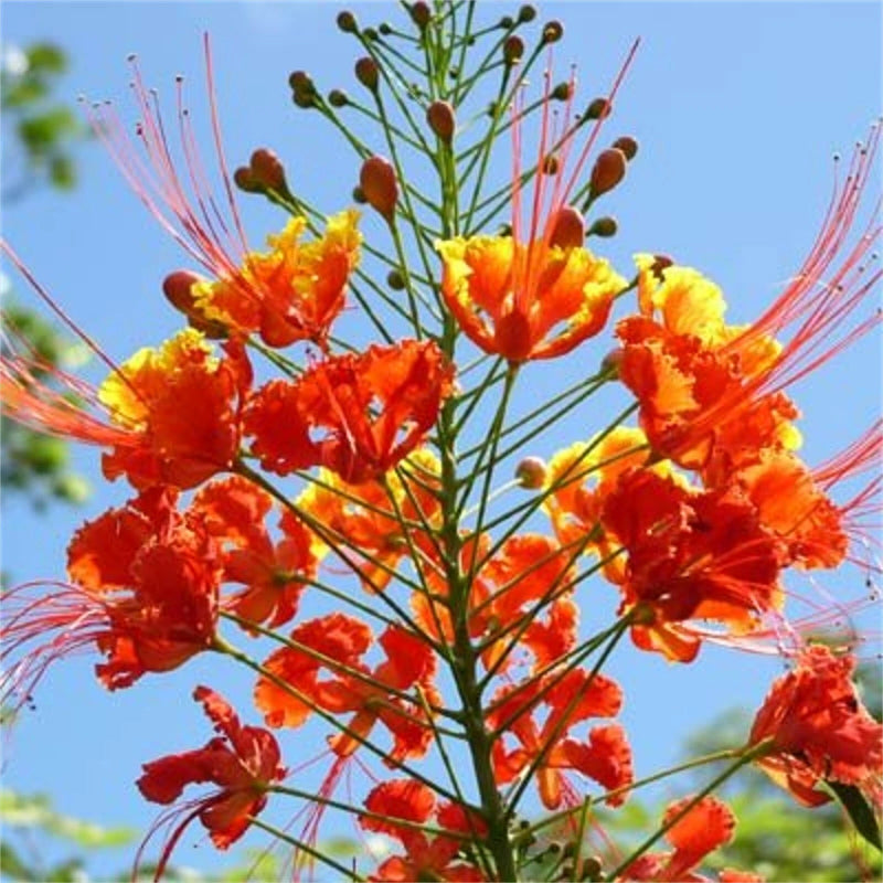 Caesalpinia Pulcherrima Seeds Barbados Flowering Shrub Tree Bird of Paradise Flower Seeds for your garden
