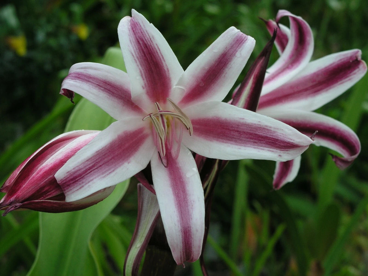 Crinum Lily Zeylanicum Species Medium-Size Bulb New