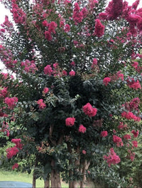 Crape Myrtle Lagerstroemia Indica – Colorful Garden Flower Seeds