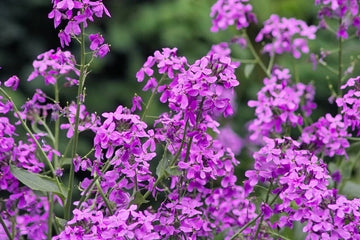 Hesperis Matronalis + Seeds Fragrant Purple Dames Rocket Flowers – Colorful Garden Flower Seeds Product Image – High Quality Seeds for Gardeners