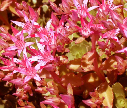 Sedum Voodoo Sedum Spurium – Hardy Rockery Garden Perennial Seeds