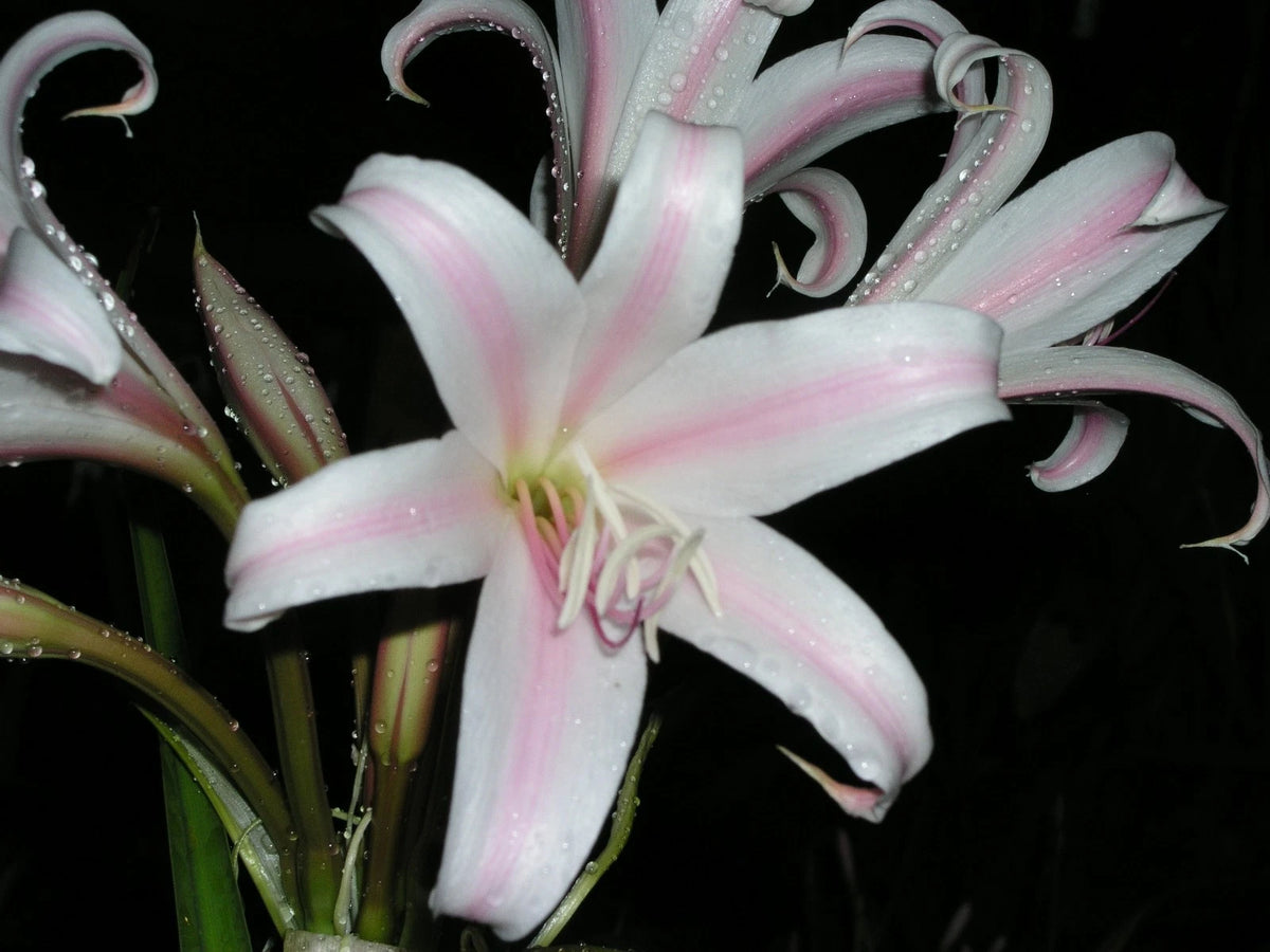 Crinum Lily Goweni Regina S Disco Lounge Jumbo Blooming-size Bulb -