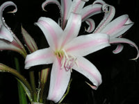 Crinum Lily Goweni Regina S Disco Lounge Jumbo Blooming-size Bulb -