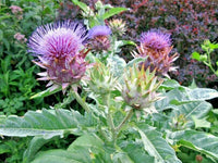 Cardoon Cynara Cardunculus Hardy Perennial Vegetable Seeds
