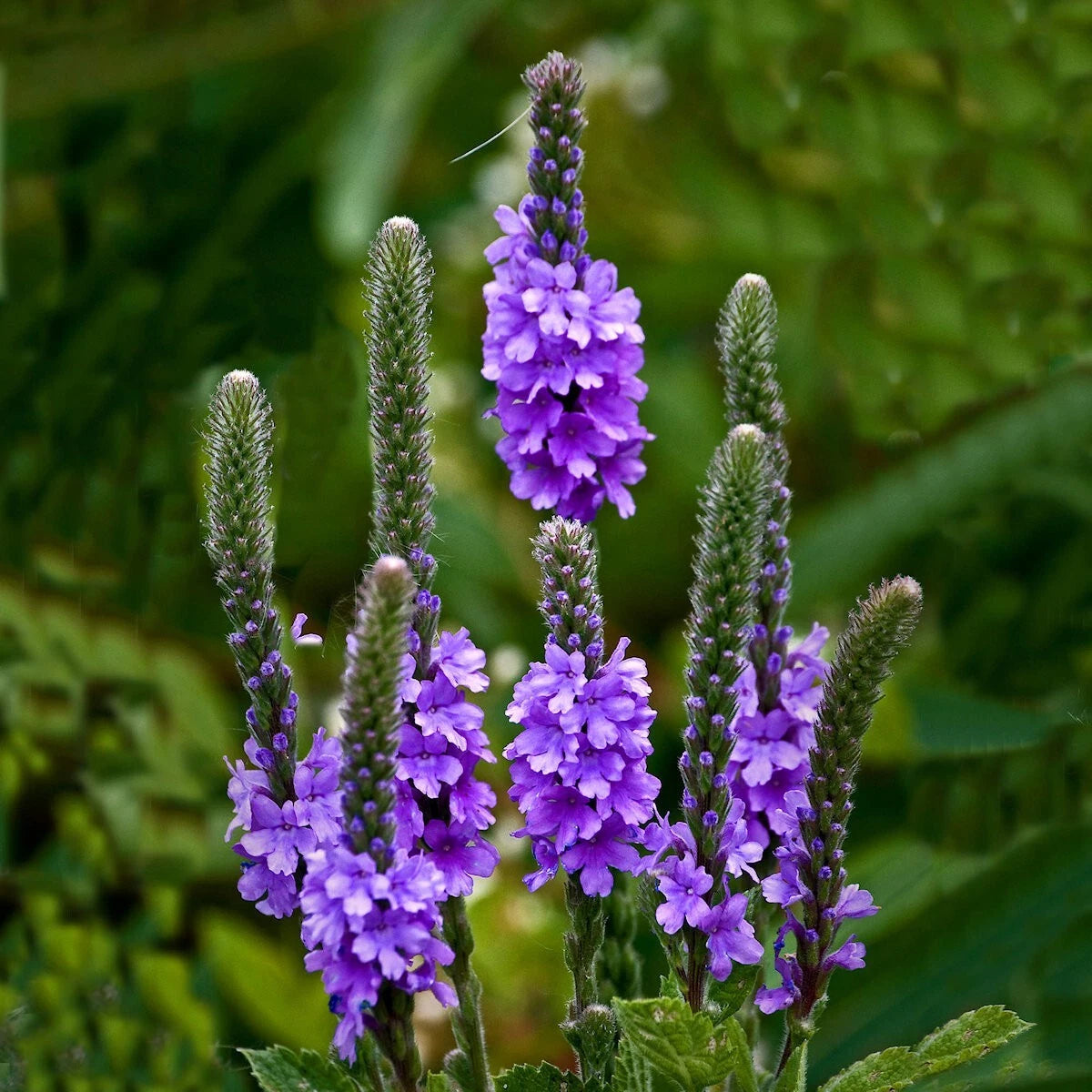 Hoary Vervain Verbena – Hardy Wildflower Garden Seeds